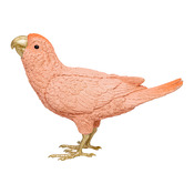 uccello Kiara