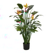 piante Strelitzia