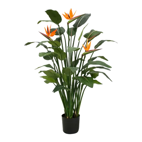 piante Strelitzia