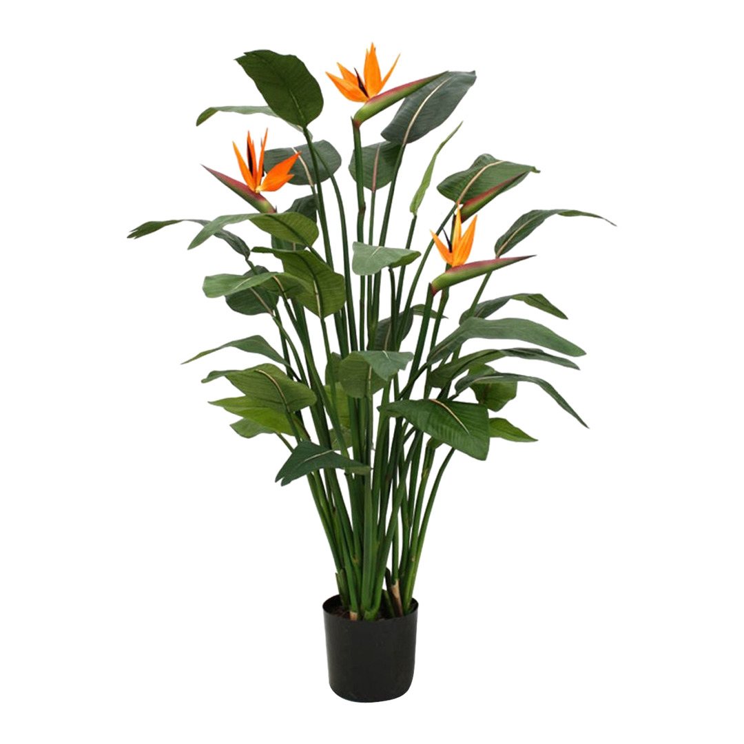 piante Strelitzia