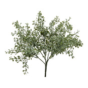 piante Giardino