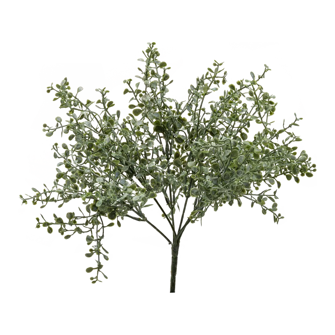 piante Giardino