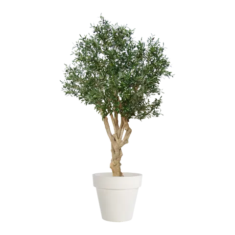 piante Olea europaea
