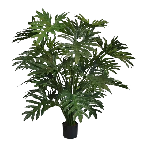 piante Thaumatophyllum