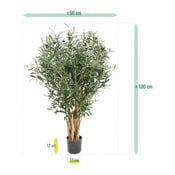 plante Olea europaea