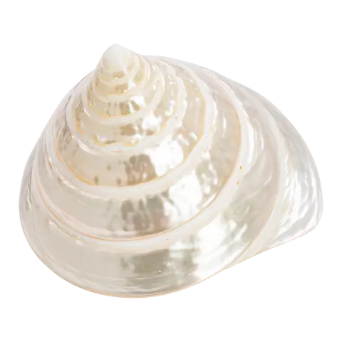 coquillages Muschel