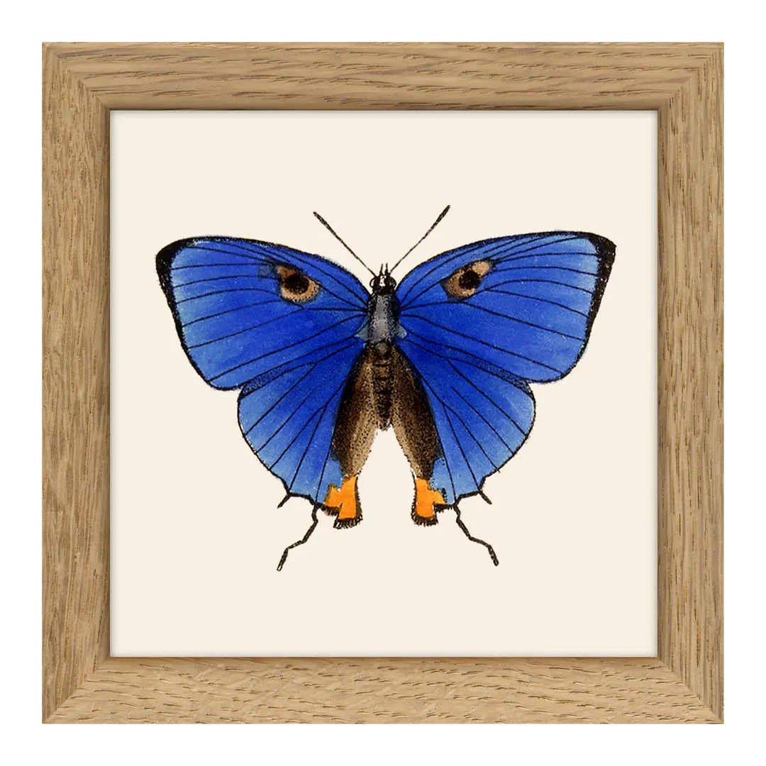 Quadro con cornice BOTANICAL