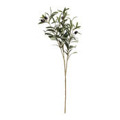 plante GIARDINO