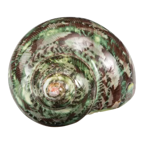 Muschel Muschel
