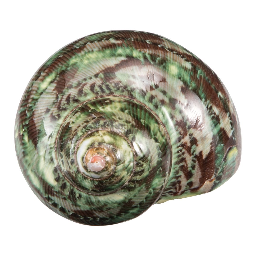 conchiglie Muschel
