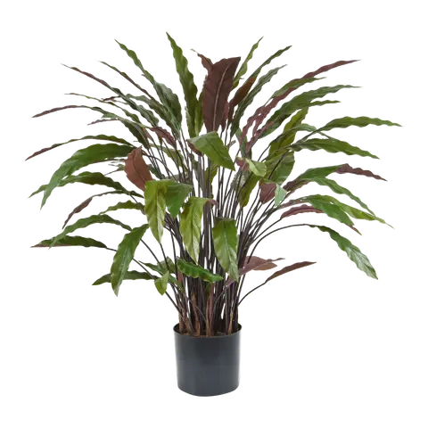 piante Calathea