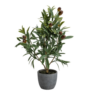 plante GIARDINO
