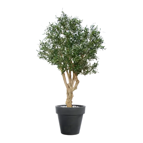 piante Olea europaea