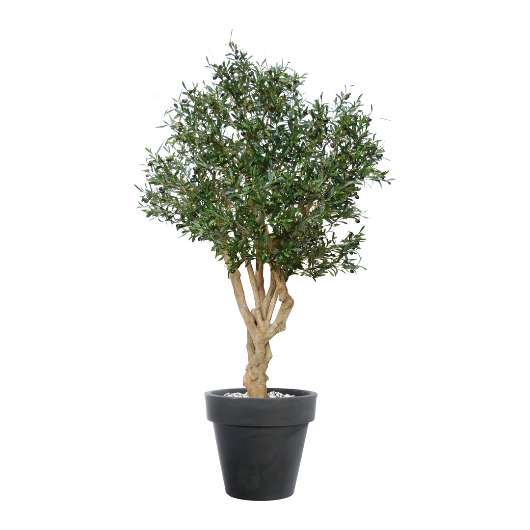 plante Olea europaea