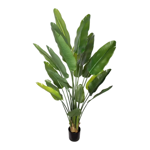piante Strelitzia
