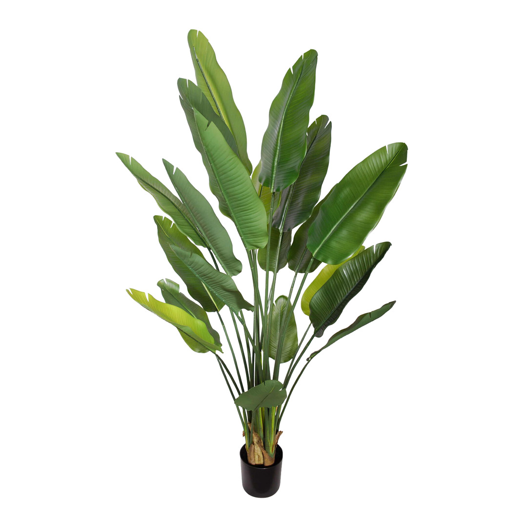 plante Strelitzia