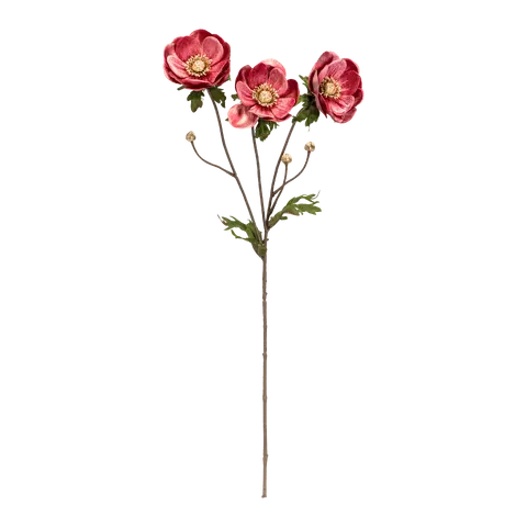 Dekozweig Exotica