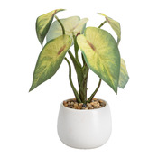 plante GIARDINO