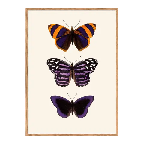 Quadro con cornice BOTANICAL