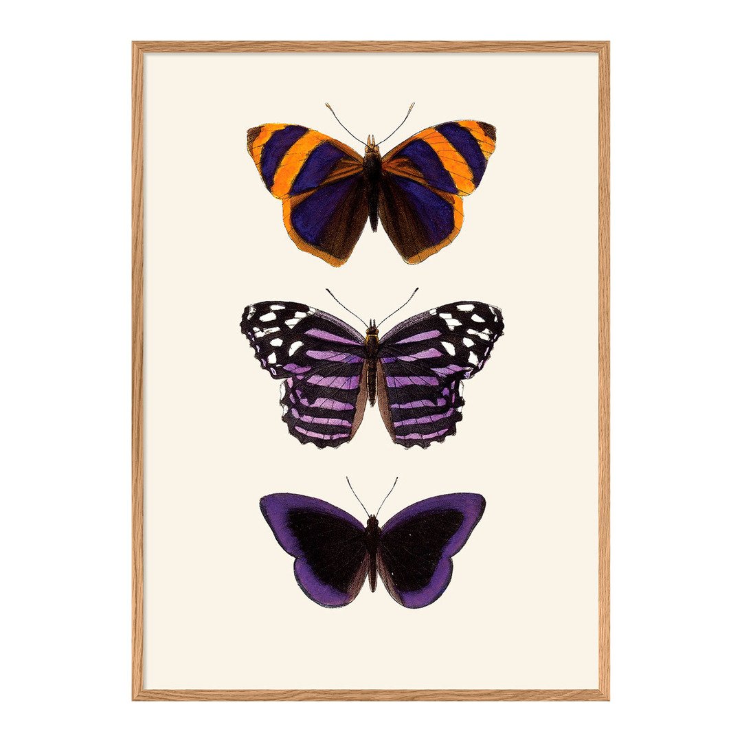Quadro con cornice BOTANICAL