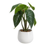 plante GIARDINO