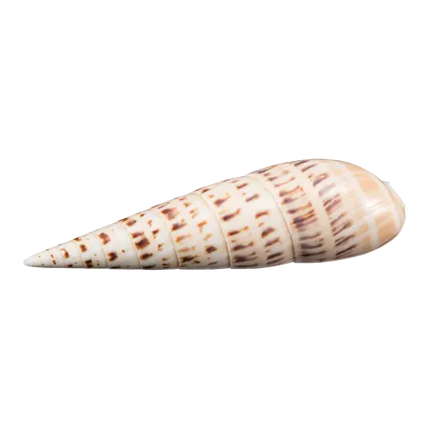 Muschel Muschel