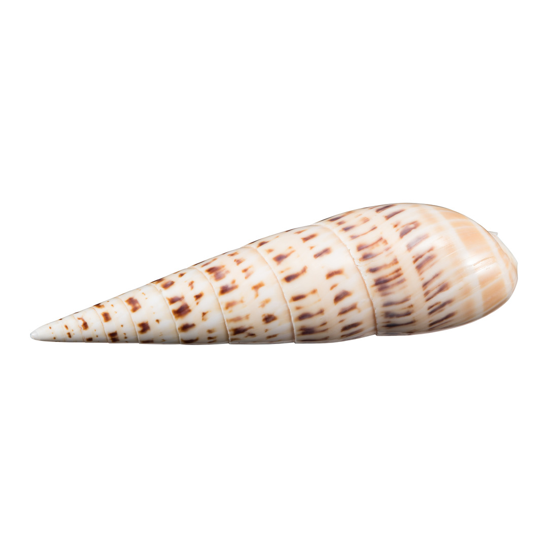 coquillages Muschel