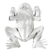 animaux frog