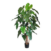 plante Philodendron