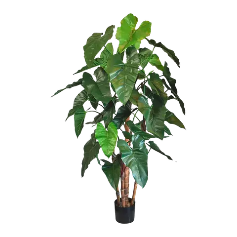 piante Philodendron