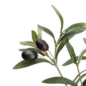 plante GIARDINO