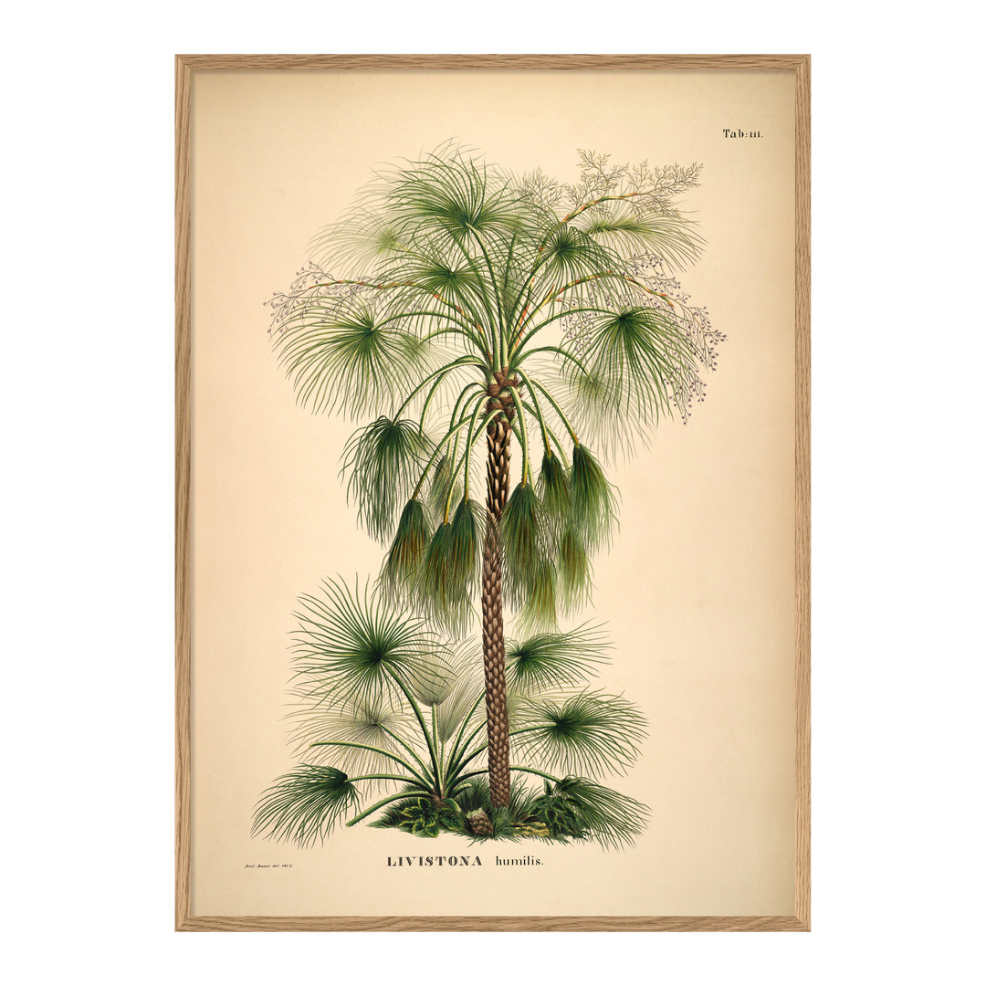 Bild mit Rahmen Botanical