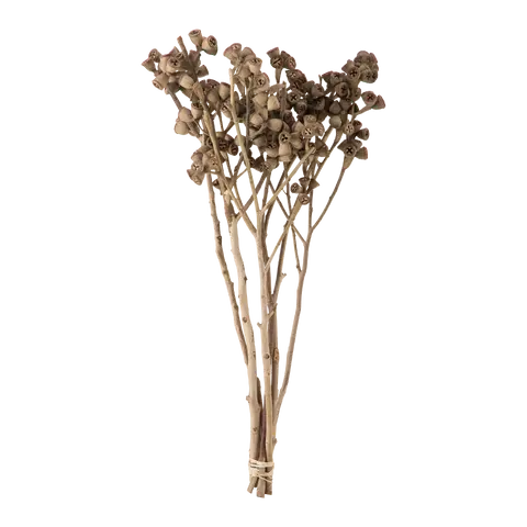 piante vere Dried-Grass