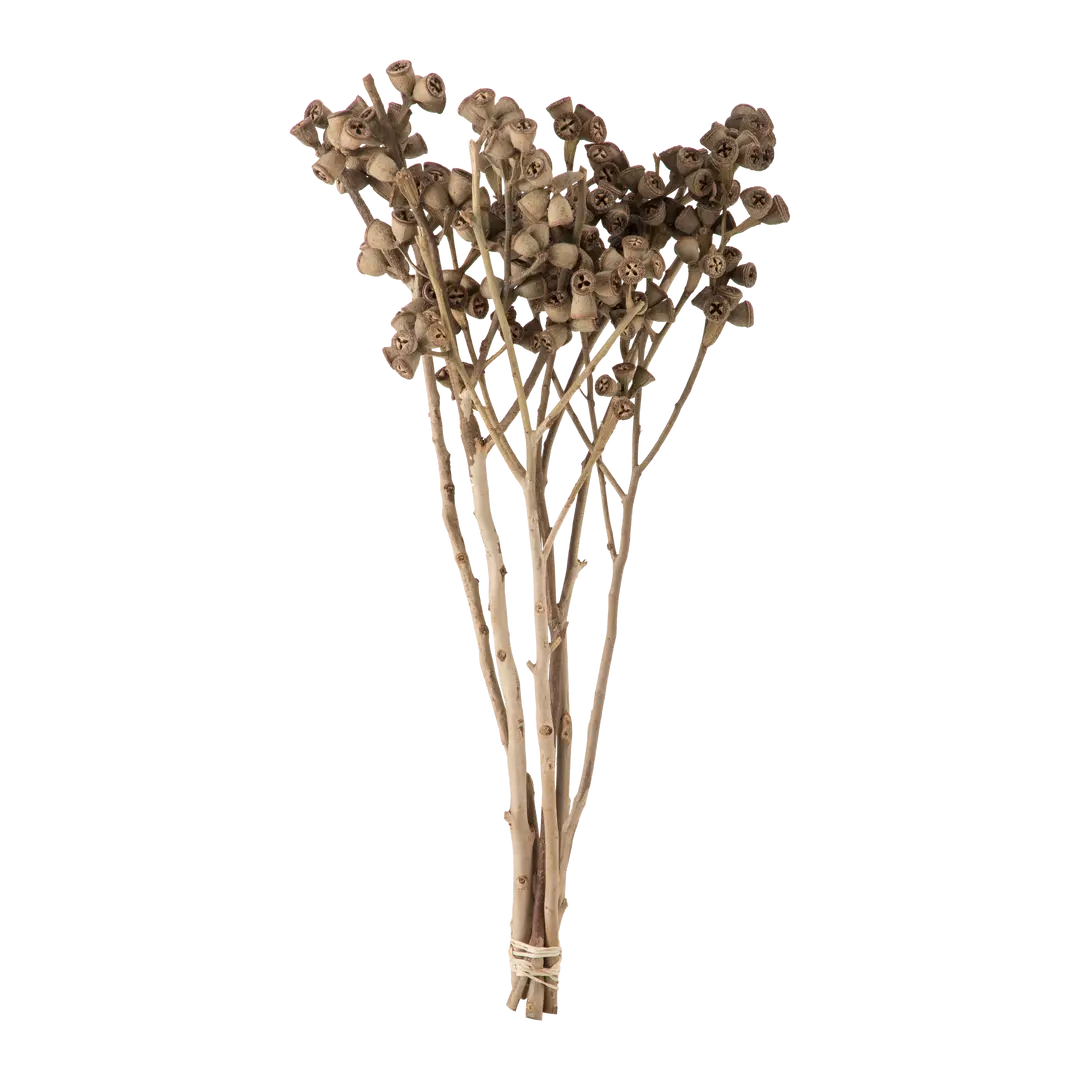 plante vraie DRIED-GRASS