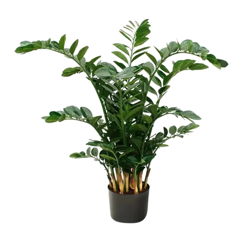 piante Zamioculcas
