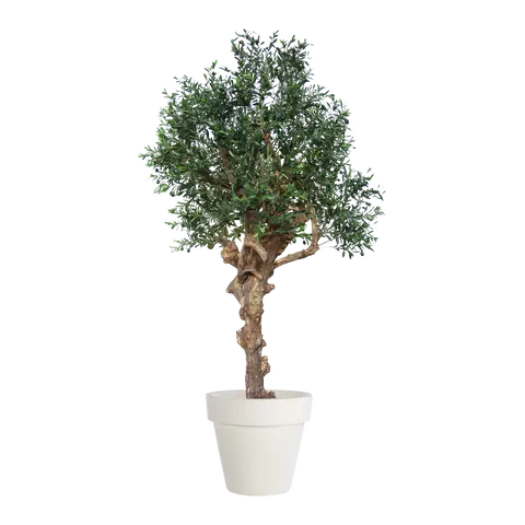 piante Olea europaea