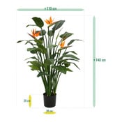 piante Strelitzia