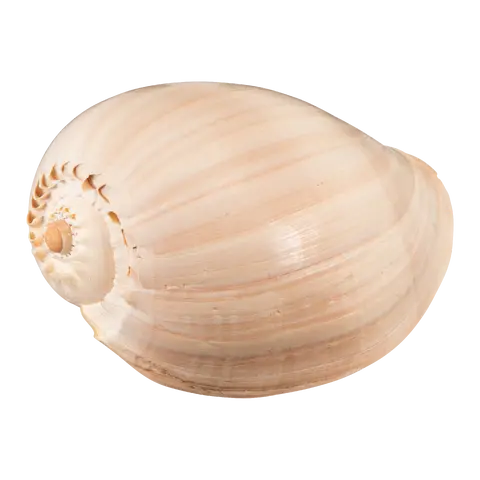 Muschel Muschel