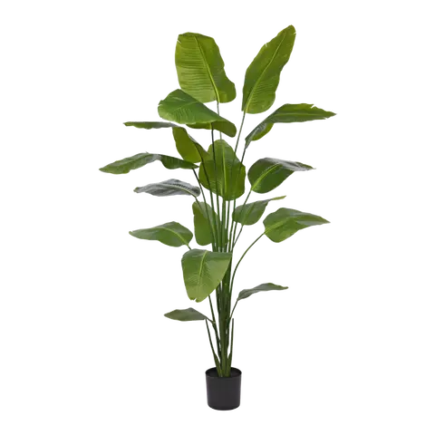 piante Strelitzia
