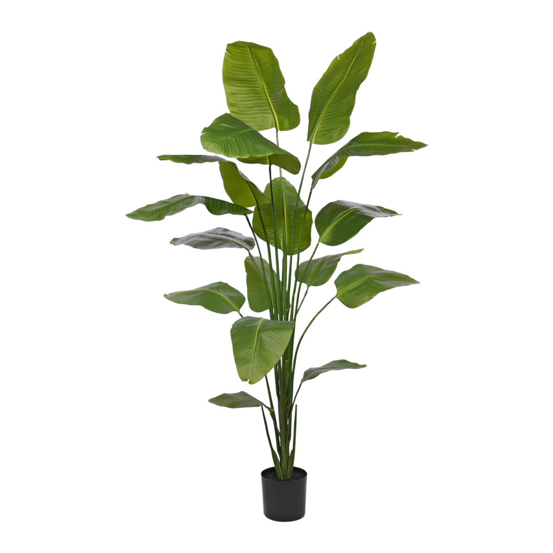 piante Strelitzia