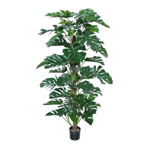piante Thaumatophyllum