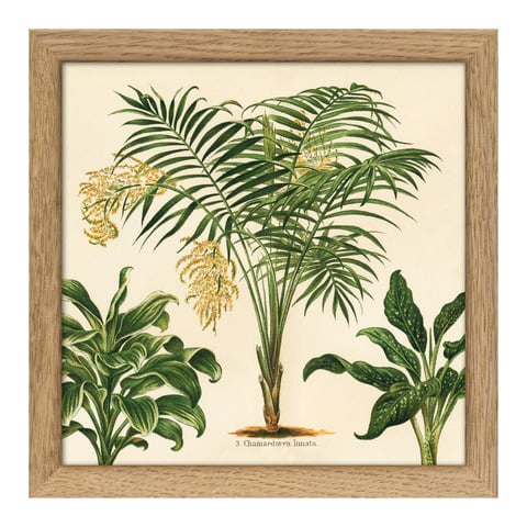 Tableau avec cadre BOTANICAL