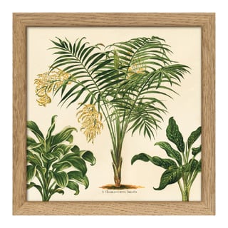 Bild mit Rahmen Botanical