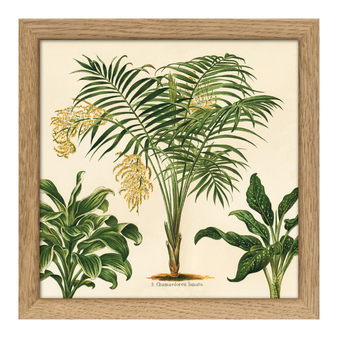 Tableau avec cadre BOTANICAL