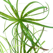 ramo decorativo Giardino