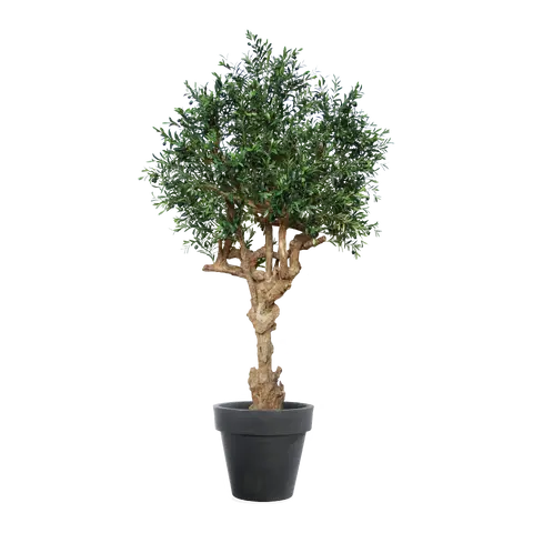 piante Olea europaea
