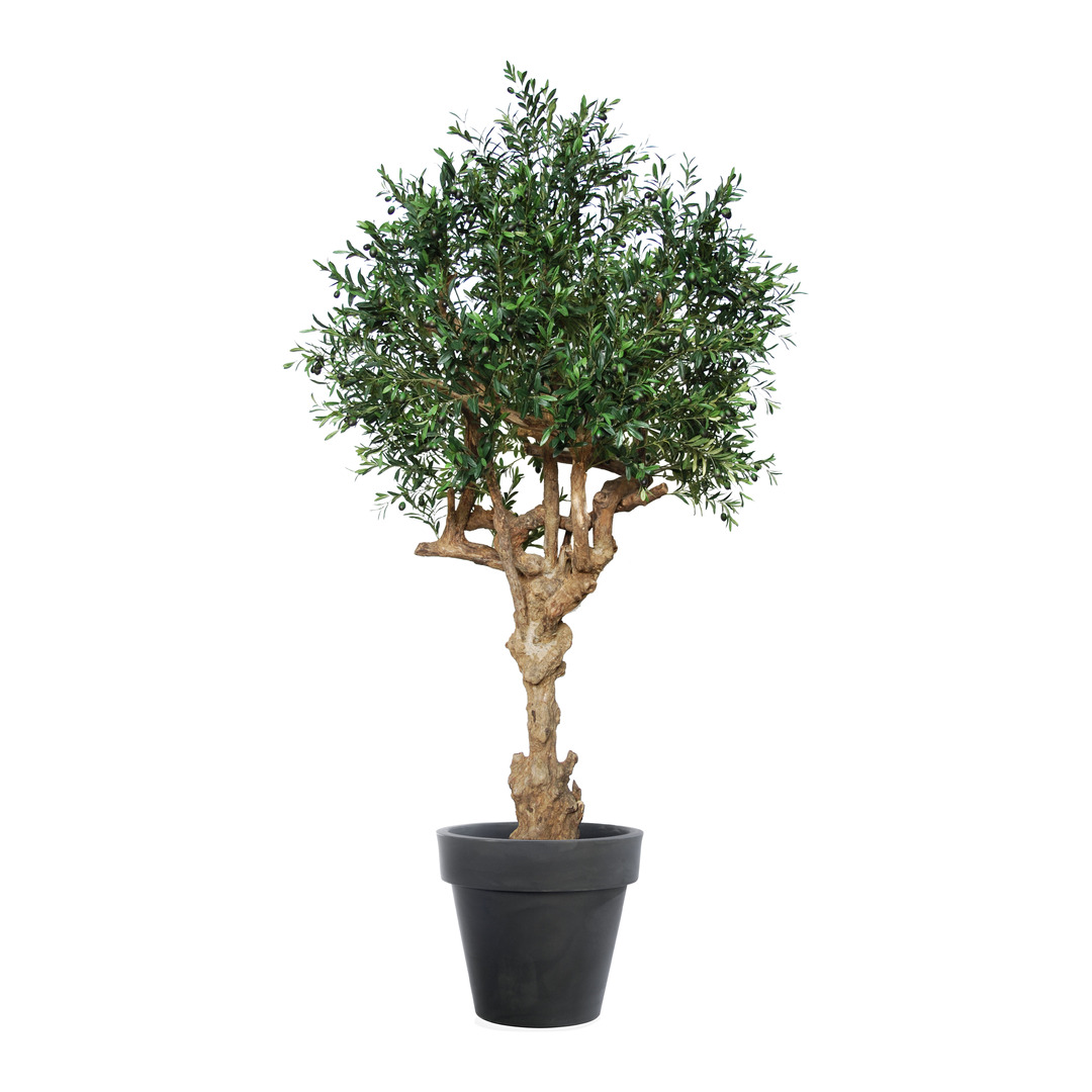 plante Olea europaea