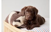 coperta per cani Oyanimal