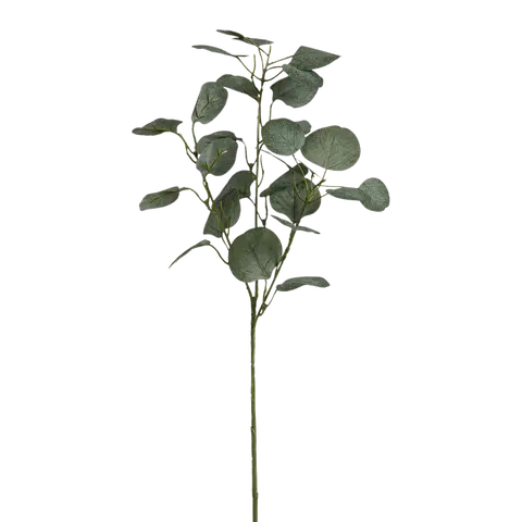 branche décorative Eukalypa