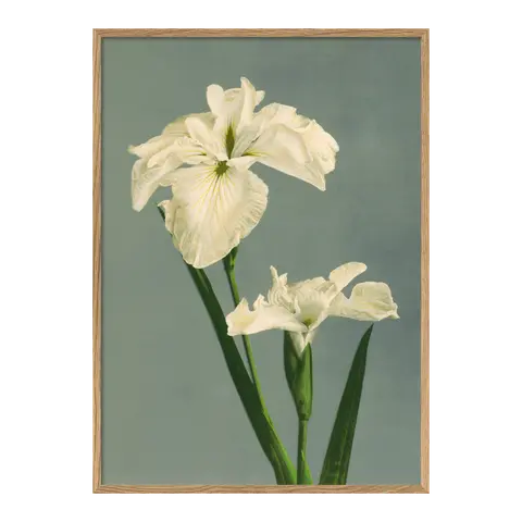 Quadro con cornice Ogawa